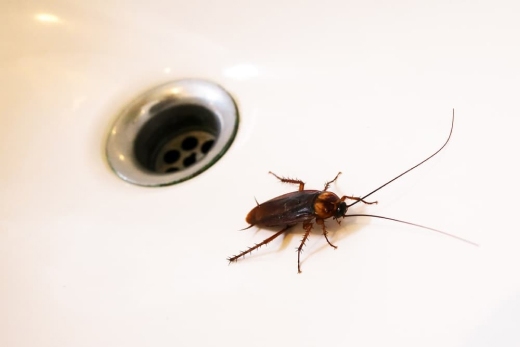 Тараканы в квартире, как избавиться навсегда