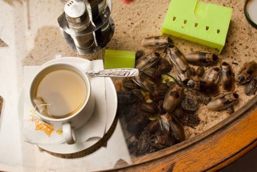 Уничтожение тараканов в ресторанах и кафе