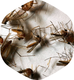 Обработка участка от комаров