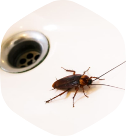 Тараканы в квартире, как избавиться навсегда