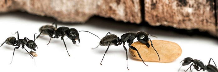 СЭС муравьи