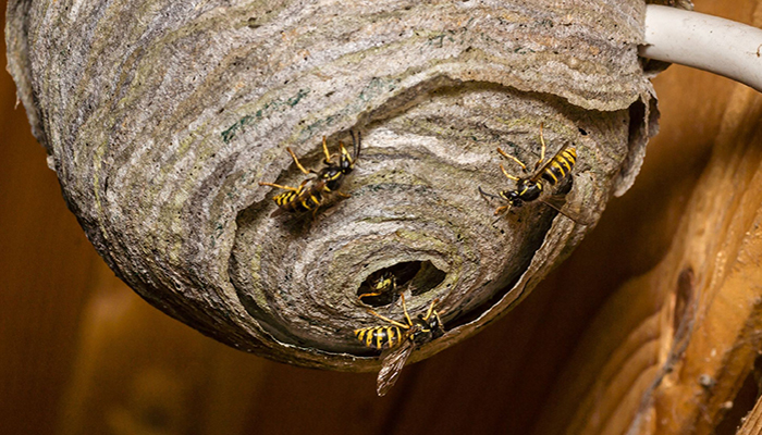 Гнездо осы как избавиться